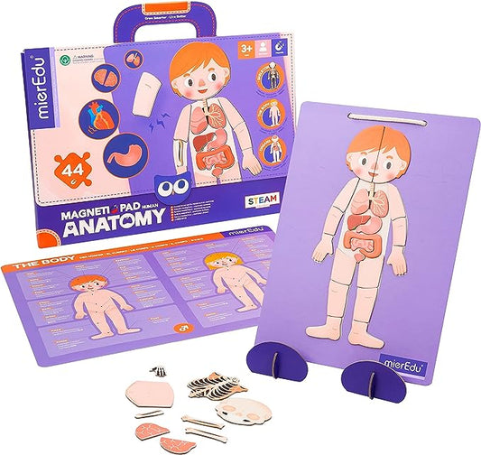 mierEdu Magnet Pad - Menschliche Anatomie